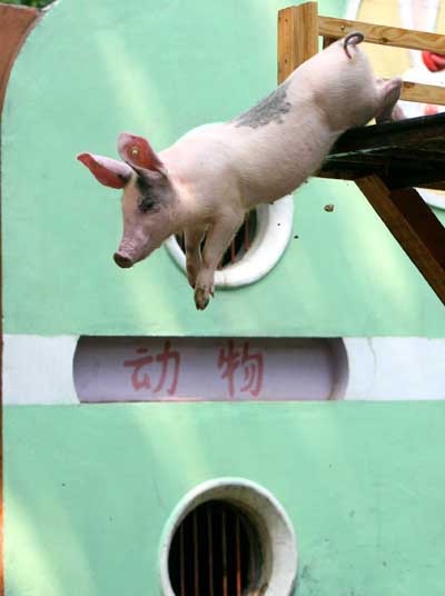 ,,diving piglets,,