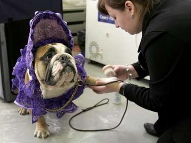 An English bulldog dressed in a fancy dress is prepared for for a dog show in St.Petersburg, December 4, 2006. 