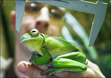 Measuring up : A zookeeper measures a giant tree frog from New Guinea at the zoo of the eastern town of Eberswalde, during the annual measuring and weighing procedures of the 1400 animals of the zoo. (AFP/DDP/Michael Urban) 