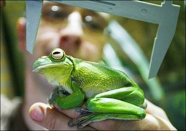 Measuring up : A zookeeper measures a giant tree frog from New Guinea at the zoo of the eastern town of Eberswalde, during the annual measuring and weighing procedures of the 1400 animals of the zoo. (AFP/DDP/Michael Urban) 