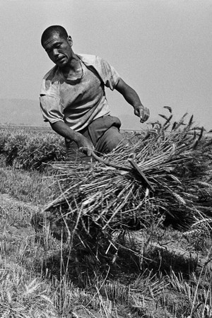 A man harvests wheat. [Photo by Hou Dengke]