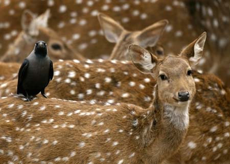 A bird sits on a spotted deer in a zoo in New Delhi December 20, 2006.