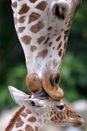 An African giraffe, Mas Sura, licks its four-day-old baby at Malaysia's National Zoo in Kuala Lumpur January 3, 2006. Standing at 1.2 metres (four feet) and weighing 40kg (90 lb) at birth the baby giraffe was born on Friday, becoming the 11th African giraffe in the zoo.