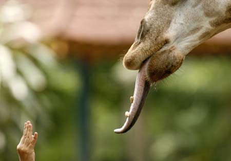 A child feeds a giraffe peanuts in the Jakarta zoo December 27, 2006.