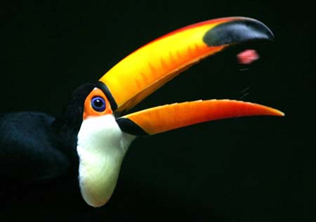 A Toucan eats a slice of watermelon inside a cage in the Beijing Zoo February 13, 2006. 