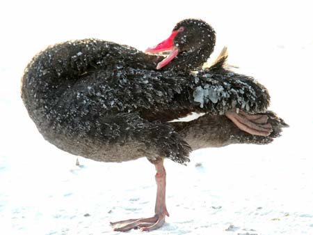 A swan tries to free its feathers from ice at air temperature of around -30 degrees Celsius (-22 Fahrenheit) in Moscow's Zoo January 19, 2006.
