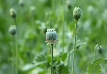 Opium poppies blossom in Wuhan botanic gard