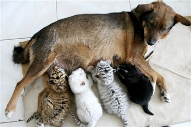 A dog feeds tiger triplets and her own puppy, right, at the Paomaling Zoo in Jinan, capital of east China's Shandong Province, Wednesday, May 16, 2007. [Xinhua]