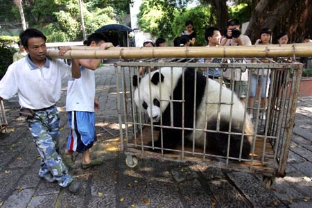 Chinese workers move one giant panda from the Fuzhou Giant Panda Research Center to a cooler spot on a mountain in Fuzhou, South China's Fujian Province, July 19, 2007. [newsphoto]