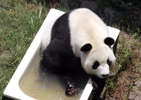 A giant panda from the Fuzhou Giant Panda Research Center cools itself in water on a mountain in Fuzhou, South China's Fujian Province, July 19, 2007. Fuzhou has been gripped by hot weather, with temperatures reaching 39 degrees Celsius.[newsphoto]