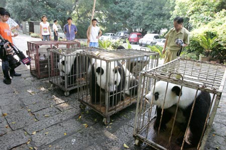 Four giant pandas are caged before they are moved to a cooler spot at the Fuzhou Giant Panda Research Center in Fuzhou, South China's Fujian Province, July 19, 2007. [newsphoto]