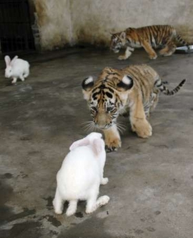 Tiger cubs play with rabbits at a zoo in Wenling, east China's Zhejian Province July 21, 2007. The rabbit, which did not get harmed by the cub, was playing nearby before entering the tigers' cage. It is the first time zoo staff have witnessed such an occurrence, local media reported. [newsphoto]