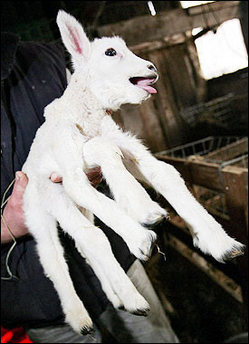 Leggy lamb