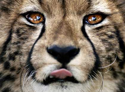 King Cheetah cub in Canberra zoo