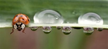 Ladybug and rain drops