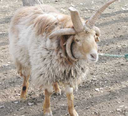 A sheep with five horns in Xinjiang