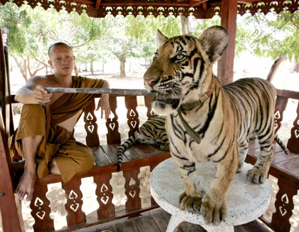 Tiger Temple in Thailand