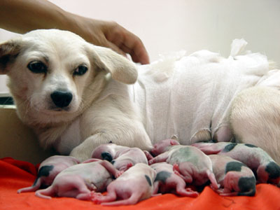 Stray dog undergoes caesarean delivery