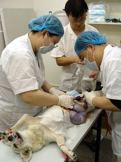 Stray dog undergoes caesarean delivery