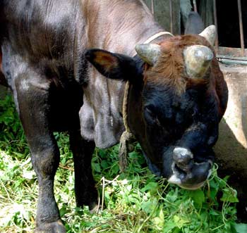 Bull with three horns and two noses