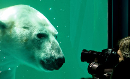 Polar bear swims under water 