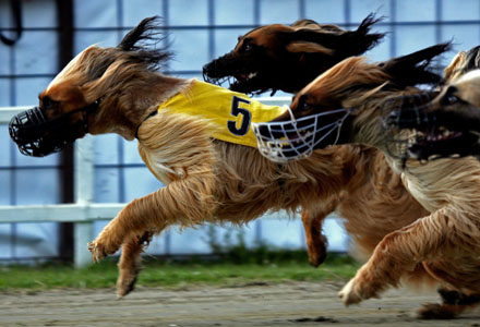 Greyhound competion