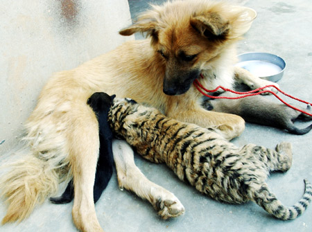 Dog becomes tiger's wet nurse