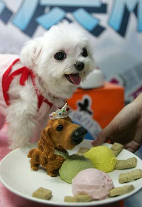 Novelty shops for pets in Taipei