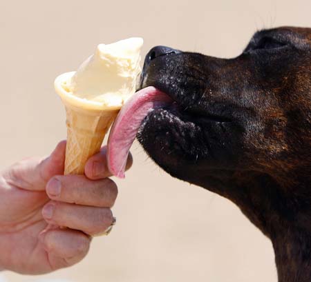 Dog likes ice-cream 