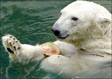 Polar bear's Melon snack