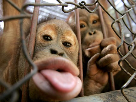 Thai Monkey Business Over as Orangutan Head Home