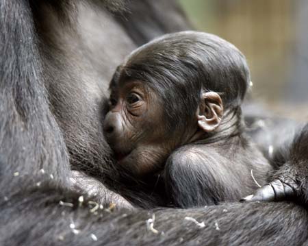 Newborn gorilla