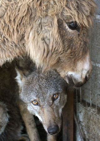 Wolf and donkey share a cage