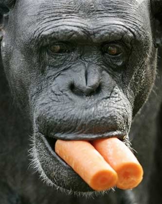'Fifi' eats carrots