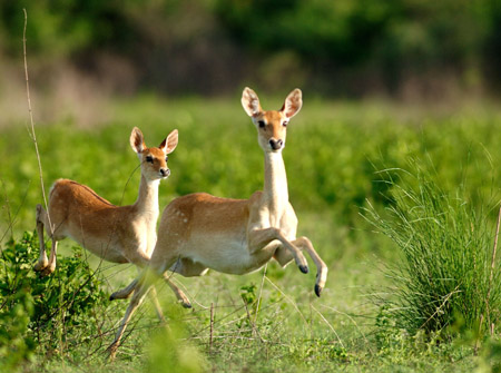 Endangered deer bloom again