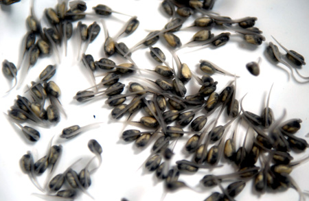 scientists breed02chinese sturgeons