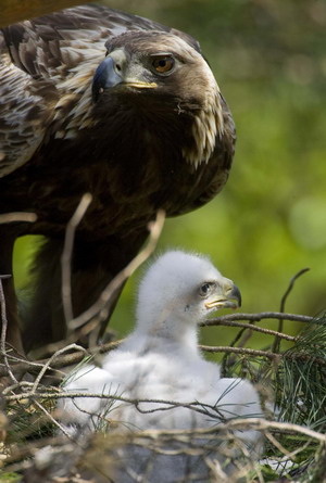 Baby Birds 101 – To Rescue or Not to Rescue? | The Roaming Naturalist