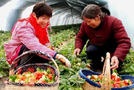 Chinese farmers reap bumper winter harvest