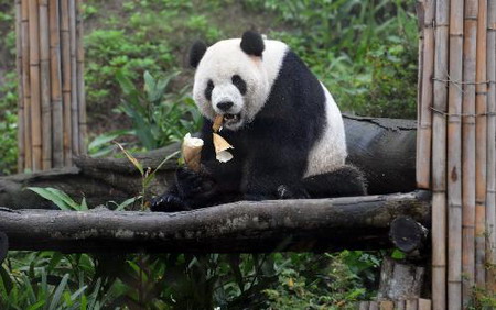 Pandas, happy anniversary in Taipei