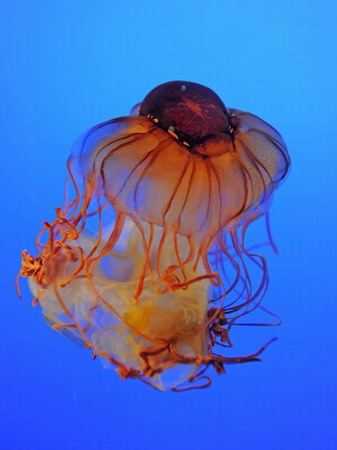 Jellyfish aquarium opens in Nanjing