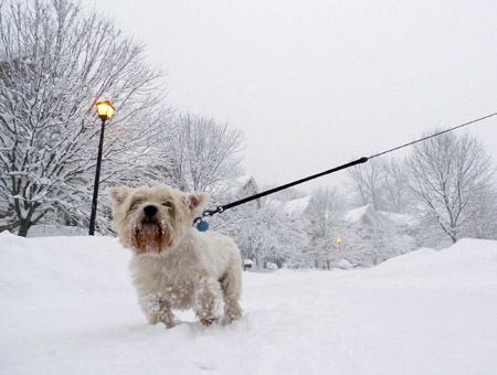 Snow piles up, paralyzing US capital