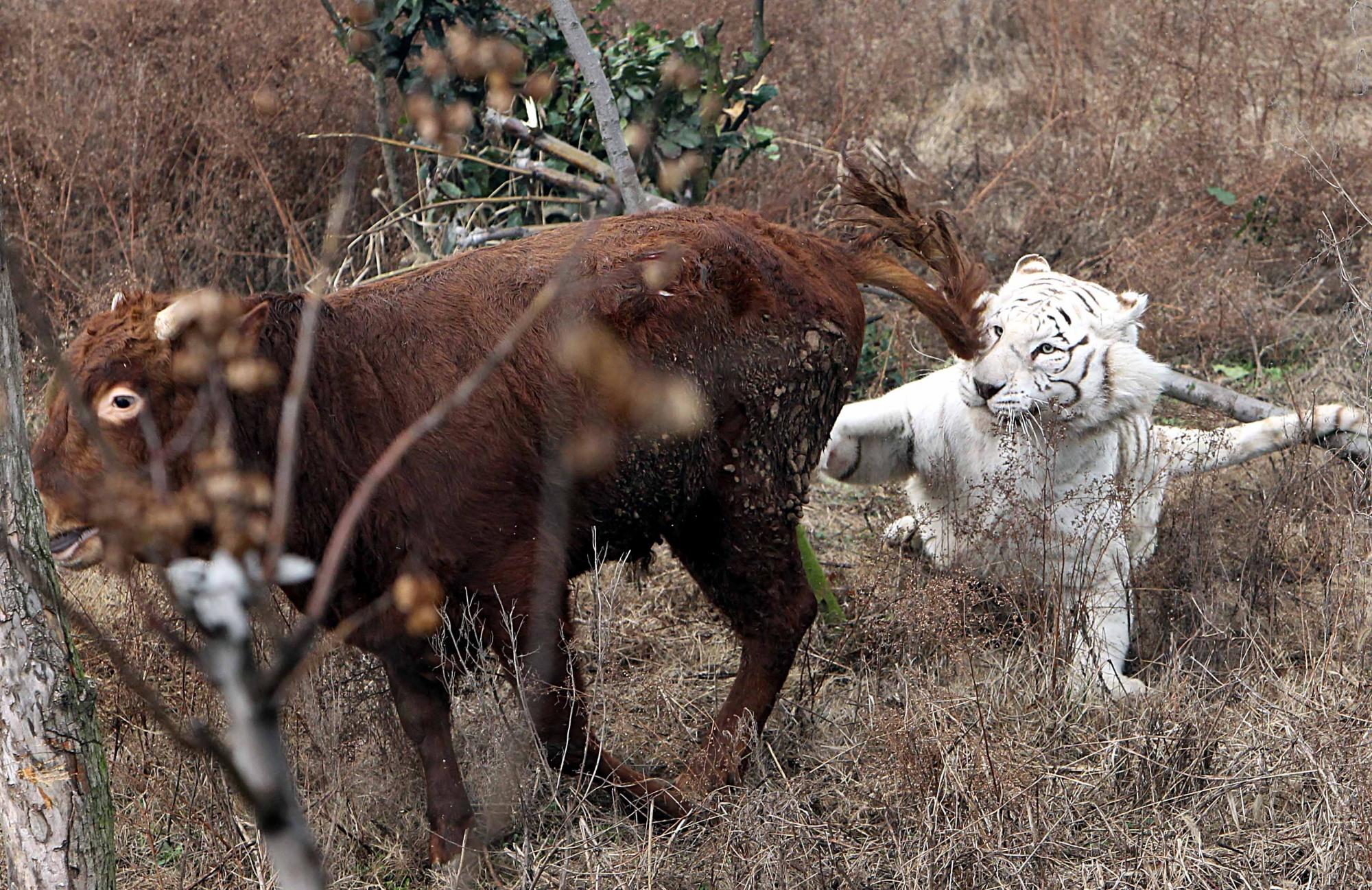 Fearless calf tames tiger