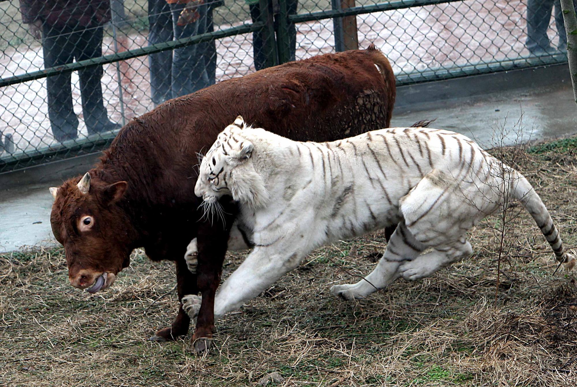 Fearless calf tames tiger