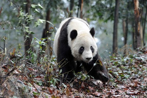 US-born panda Taishan meets public in Sichuan