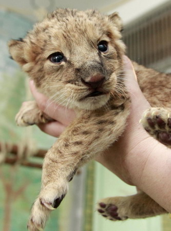 A lion cub finds a dog mother