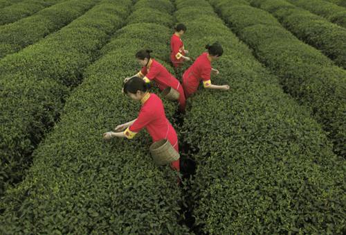 China tea export increases