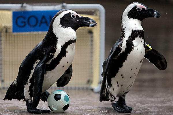 Penguins play soccer amid World Cup fever