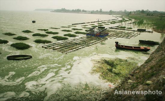 Blue-green algae emerges in Chaohu Lake