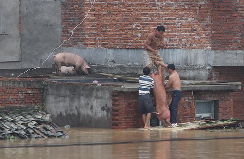 Farmers save pigs from flood