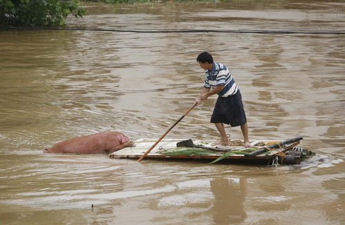 Farmers save pigs from flood